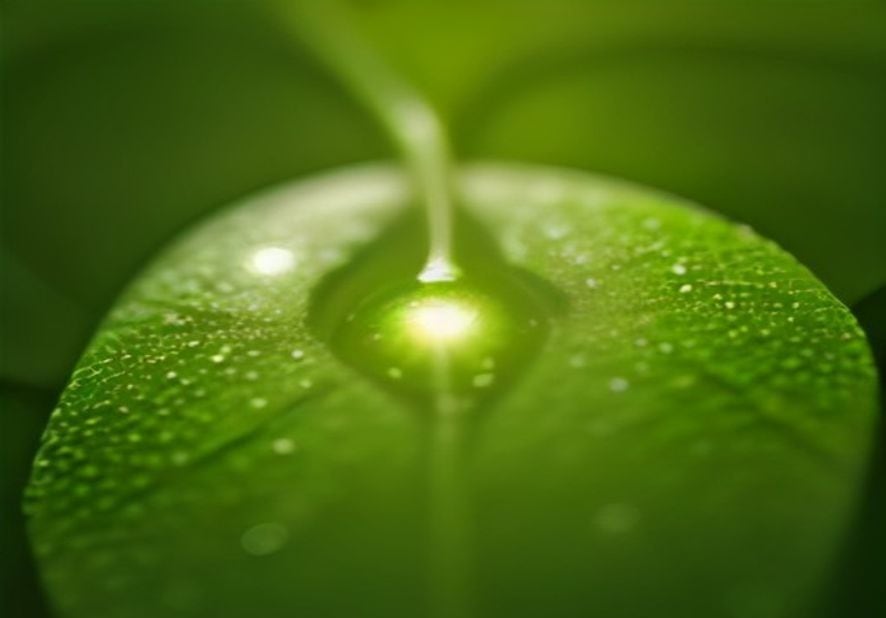 Preview of Macro Dew Drop on Leaf