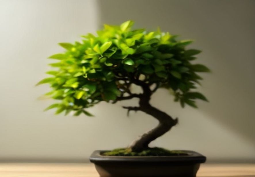 Preview of Editorial Bonsai Tree Studio Shot