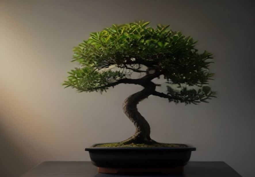 Preview of Editorial Bonsai Tree Spotlight Shot